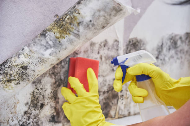 Best Residential Mold Inspection & Testing  in Harrogate, TN